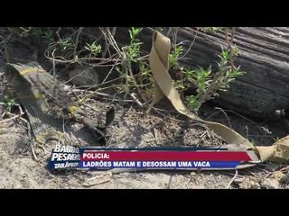 Bandidos invadem fazenda e matam gado para venderem  carne