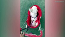 Shih Tzu Puppy Enjoys Her Doggy Pram