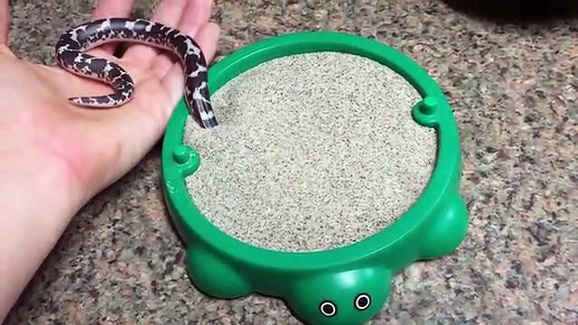 Un serpent samuse avec son nouveau jouet