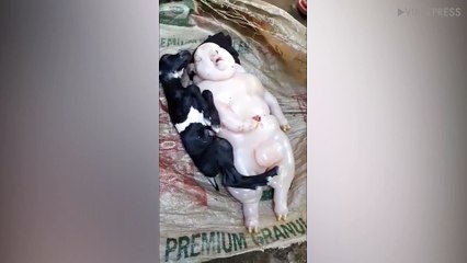 Half-Pig Half-Human Mutant Goat