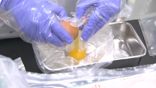 달걀 속 살충제 성분 현장서 검출 한다 / YTN