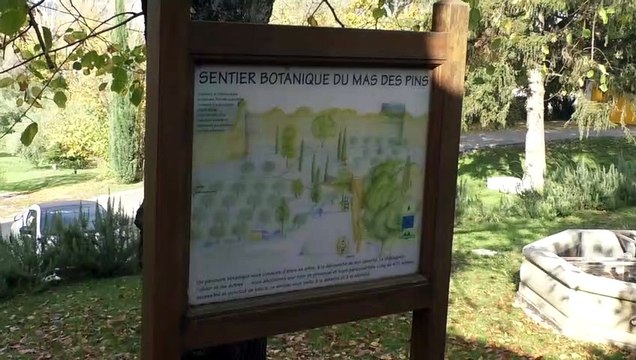 Alpes de Haute-Provence : La récolte des olives commence aux Mées !