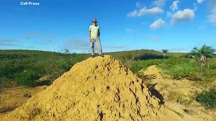 Vast 4,000-Year-Old Spatial Pattern Of Termite Mounds