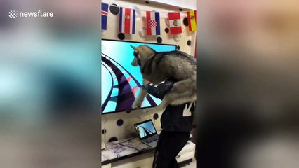 Man creates human roller-coaster for his husky