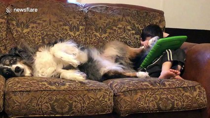 Who needs a stylus when you have a perfectly good paw?