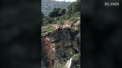 Una cacería termina con 12 perros y un ciervo despeñados en un barranco en Cáceres