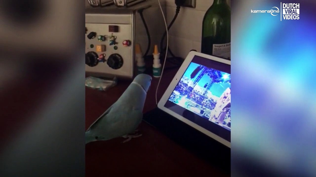 Vogel rockt zu Metallica