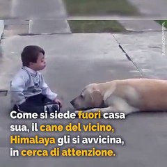 La storia del piccolo Hernan e del cane Himalaya