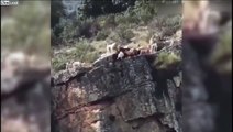 Ces chiens de chasse tombe d'une falaise en duel avec un Cerf !