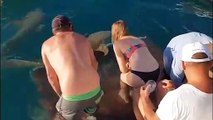 Elle voulait nourrir un requin et va le regretter immédiatement!