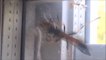 Une guêpe géante vient dévorer une araignée... Combat d'insectes terrifiants