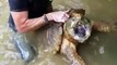 A main nue il attrape une tortue serpentine de plus de 130kg... Record du monde