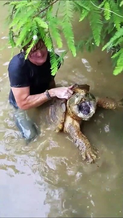 A main nue il attrape une tortue serpentine de plus de 130kg... Record du monde