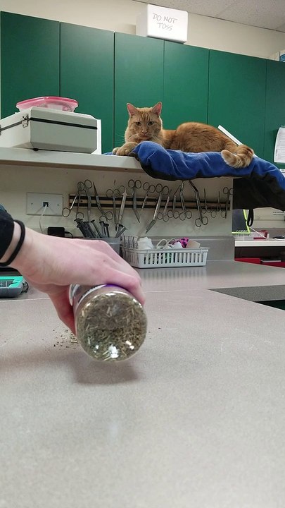 Kitty Dives Right into Catnip