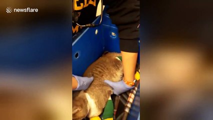 Emotional moment owner is reunited with cat after devastating Camp Fire