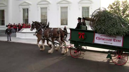 Trump e Melania recebem árvore de Natal