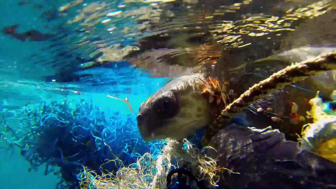 Great Blue Wild Series 1 Part 13 Maldives