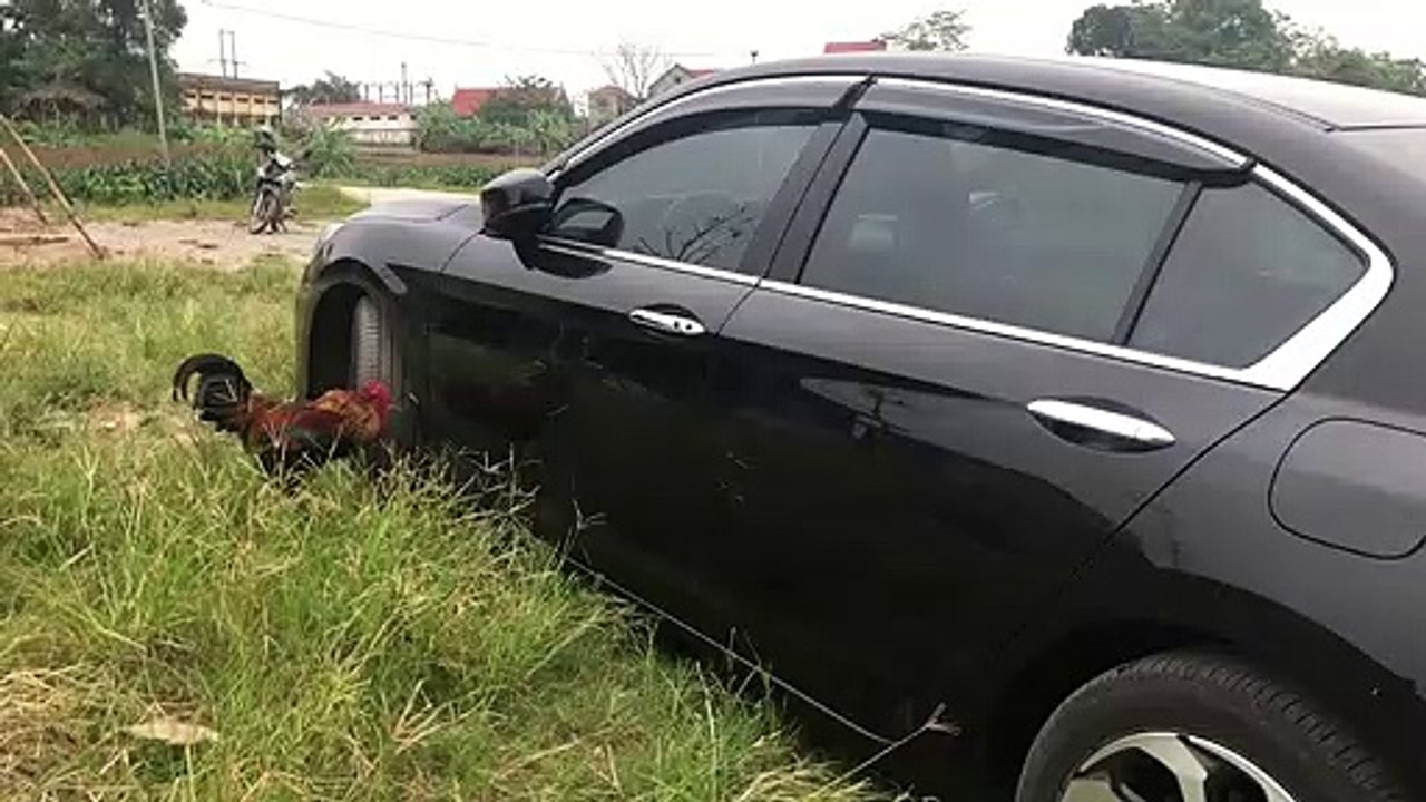 Rooster Has Standoff with Own Reflection