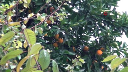 Taksim’in göbeğindeki portakal ağacı görenleri şaşkına çevirdi