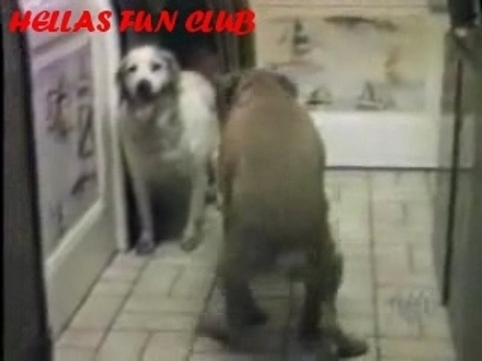 Animal love