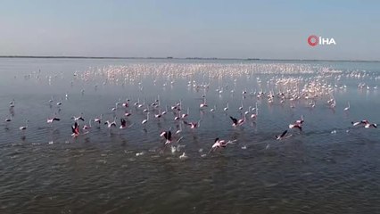 Göçmen Kuşların Kışlık Mekanı Çukurova Deltası Flamingolarla Renklendi.