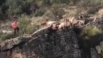 12 chiens et un cerf tombent d'une falaise pendant une chasse à courre