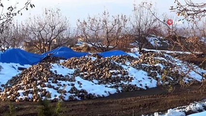 Kar altında kalan şeker pancarı çürümeye terk edildi...Şeker pancarı üreticisi yetkililerden yardım ve destek bekliyor