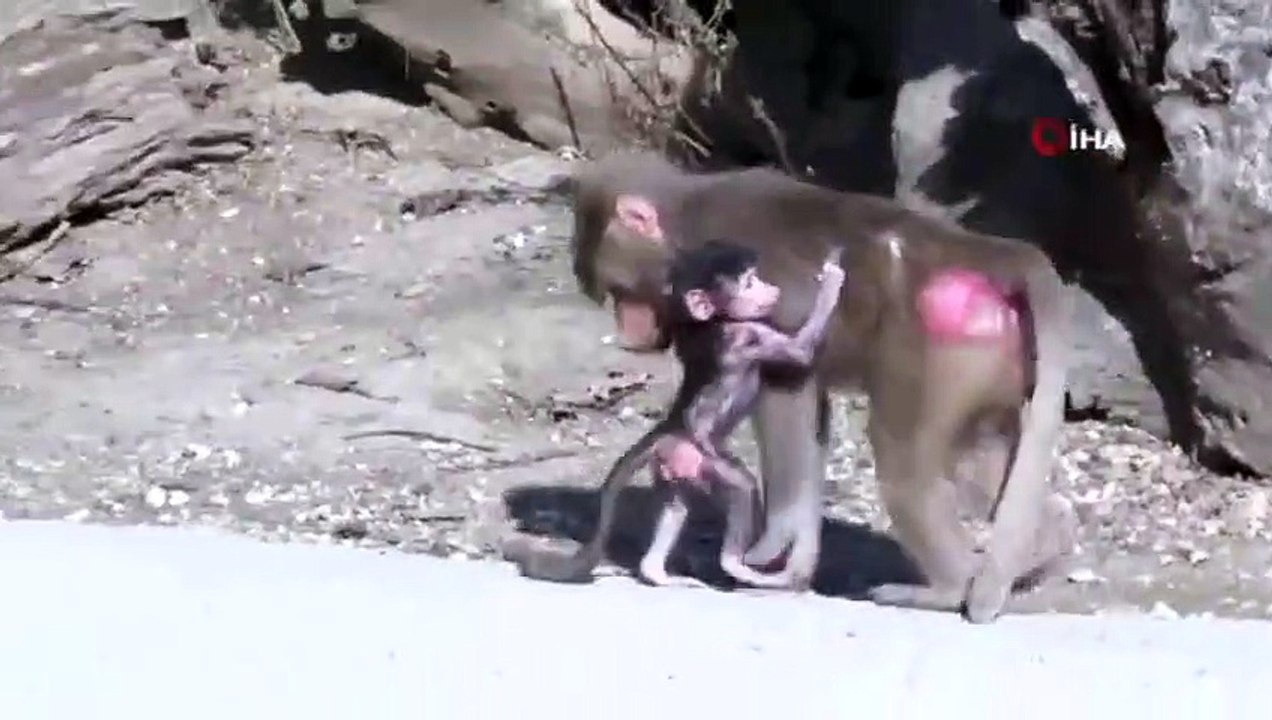Yavru Babun Hayvanat Bahçesinin Maskotu Oldu
