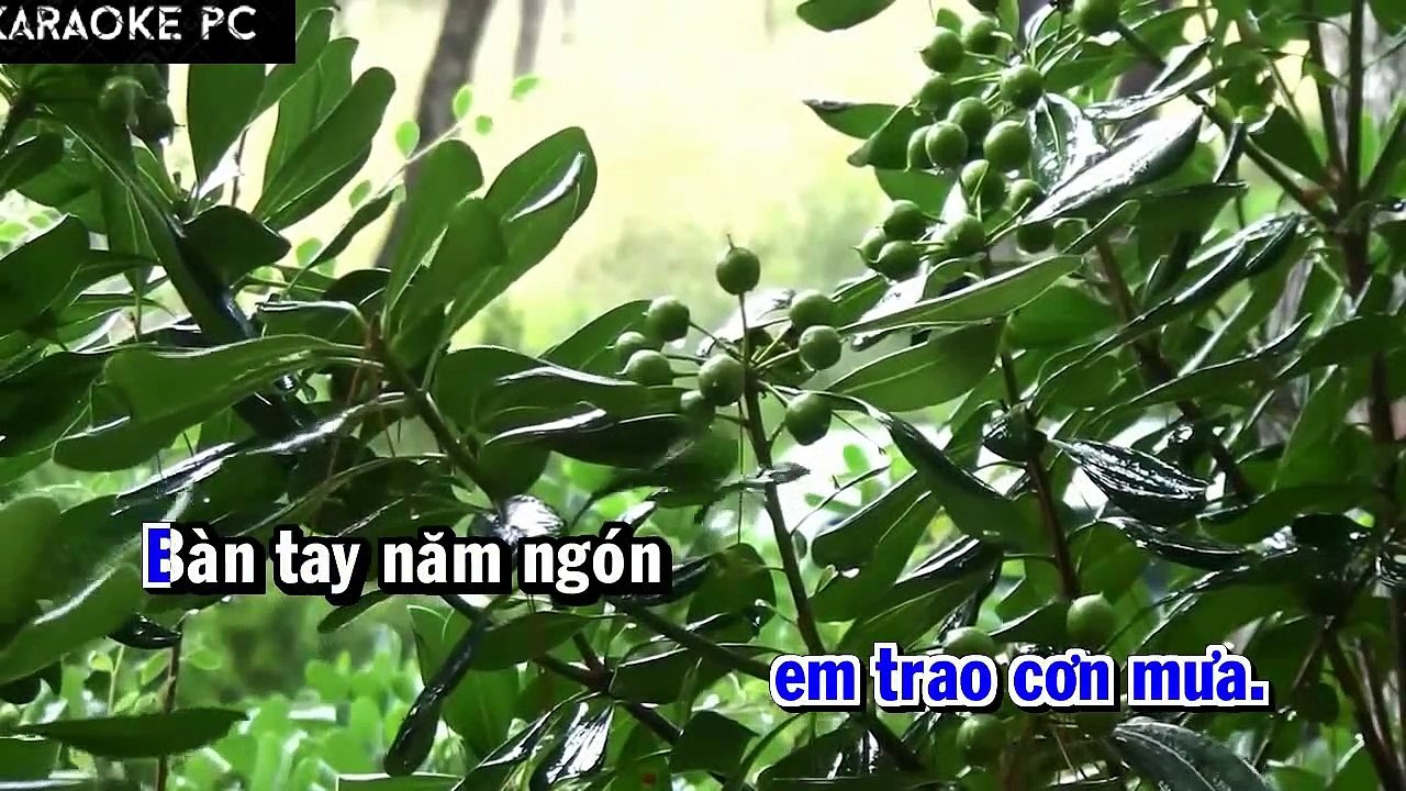 Karaoke Cơn Mưa Hoang Dã - Bức Tường
