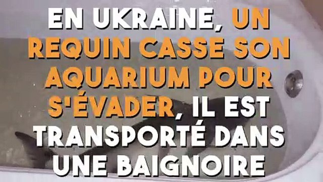 En Ukraine, un requin casse son aquarium pour s’évader, il est transféré dans une baignoire !