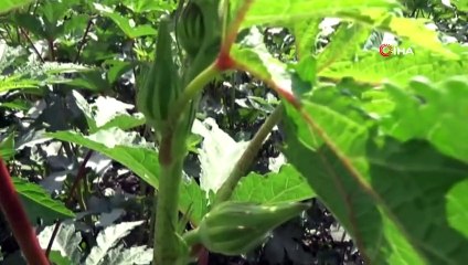 Çiçek Bamyası Onlar İçin 'Çeyrek Altın' Değerinde