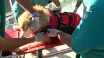 Köpekler İçin Fizik Tedavi Merkezi ve Terapi Havuzu