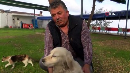 Anneleri Telef Olan Kedilere "Pamuk" İsimli Köpek Sahip Çıktı