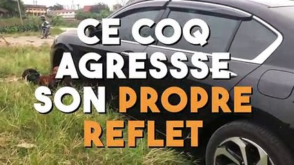 Ce coq met de violents coups d'ailes et de bec dans une voiture car il voit son reflet dans la carrosserie !