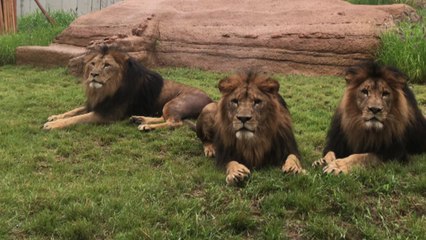 [서울] 서울대공원 조류사·제3아프리카관 새 단장 후 재개장 / YTN