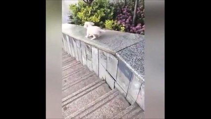 Ce chien découvre les joies du toboggan
