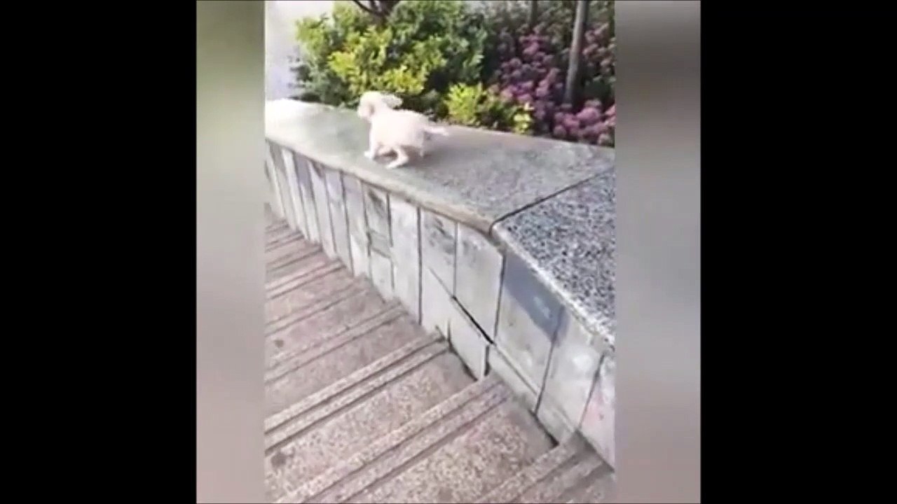 Ce chien découvre les joies du toboggan