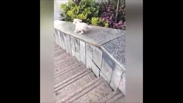 Ce chien découvre les joies du toboggan