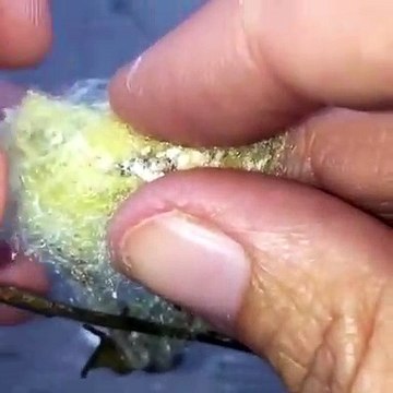 Il ouvre un sac rempli de milliers de petites araignées... Magnifique et terrifiant