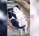 Une chèvre donne naissance à une étrange créature dans une ferme des  Philippines
