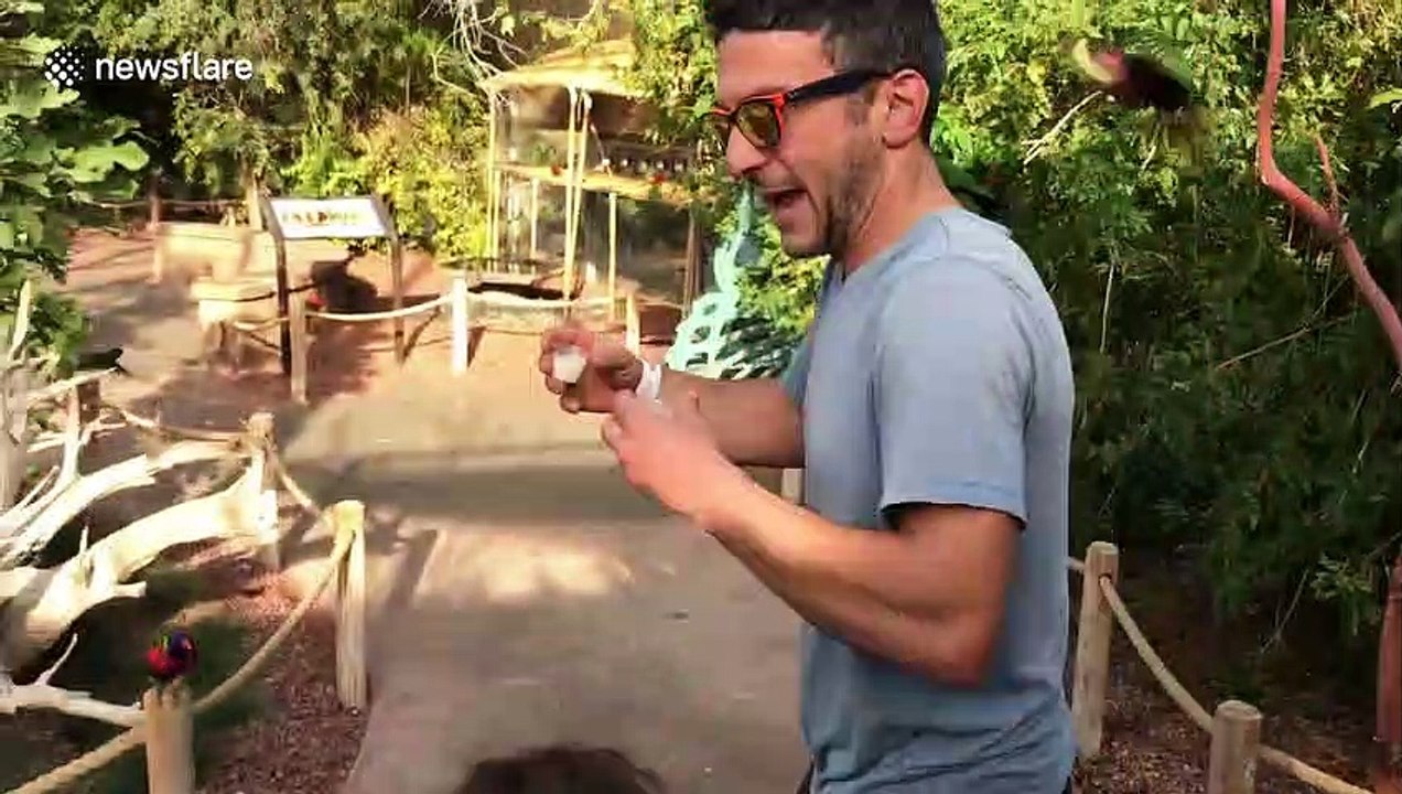 Flock of lorikeets swarm visitor during feeding time in California zoo
