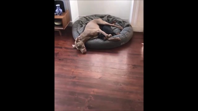 Ces 2 chiens endormis vont vous surprendre