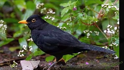 Canto del Mirlo Común