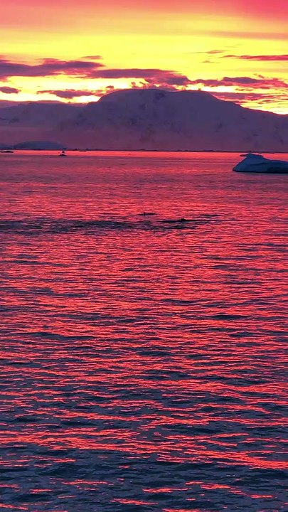 Humpback and Orca whales feeding together in Antartica
