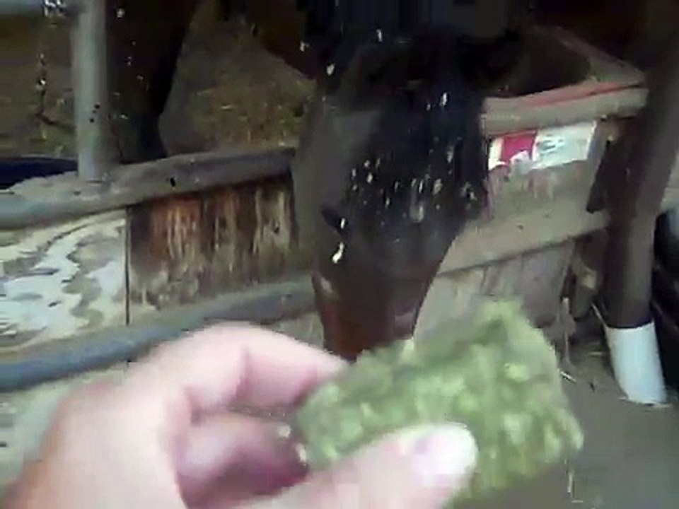 Un cheval utilise une corde pour attraper un morceau de nourriture