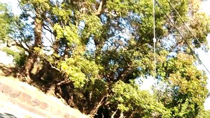 EDR November #20 2018 Noisy and Dubious People