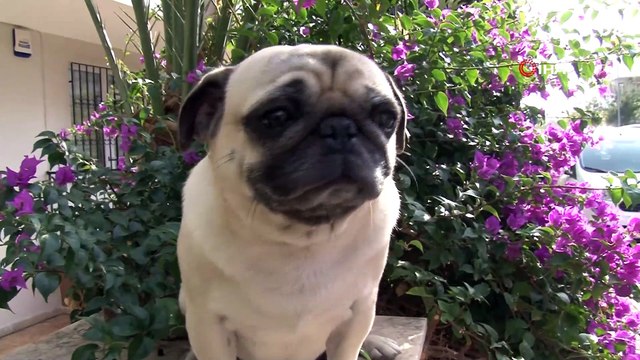 21 gündür kayıp olan ve 3 dilde komutları anlayabilen Pug cinsi köpek, derisinin altına yerleştirilmiş çip sayesinde bulundu