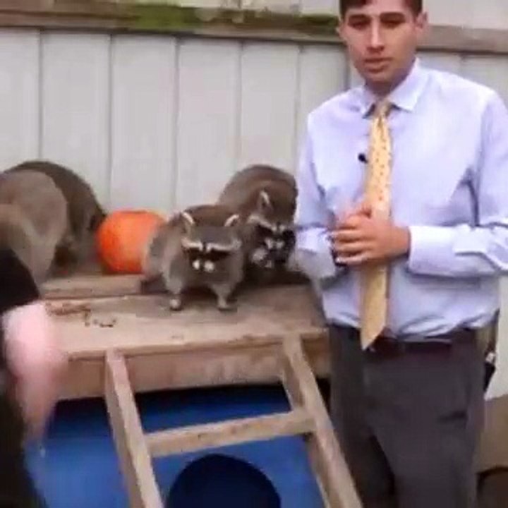 Raccoon attack caught on camera during live segment