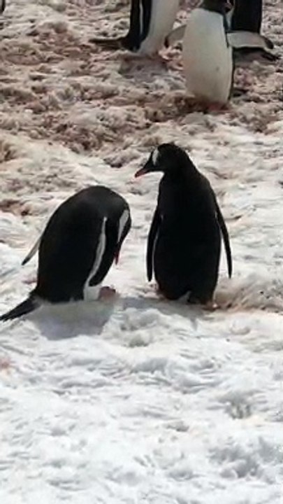 Penguin Argument