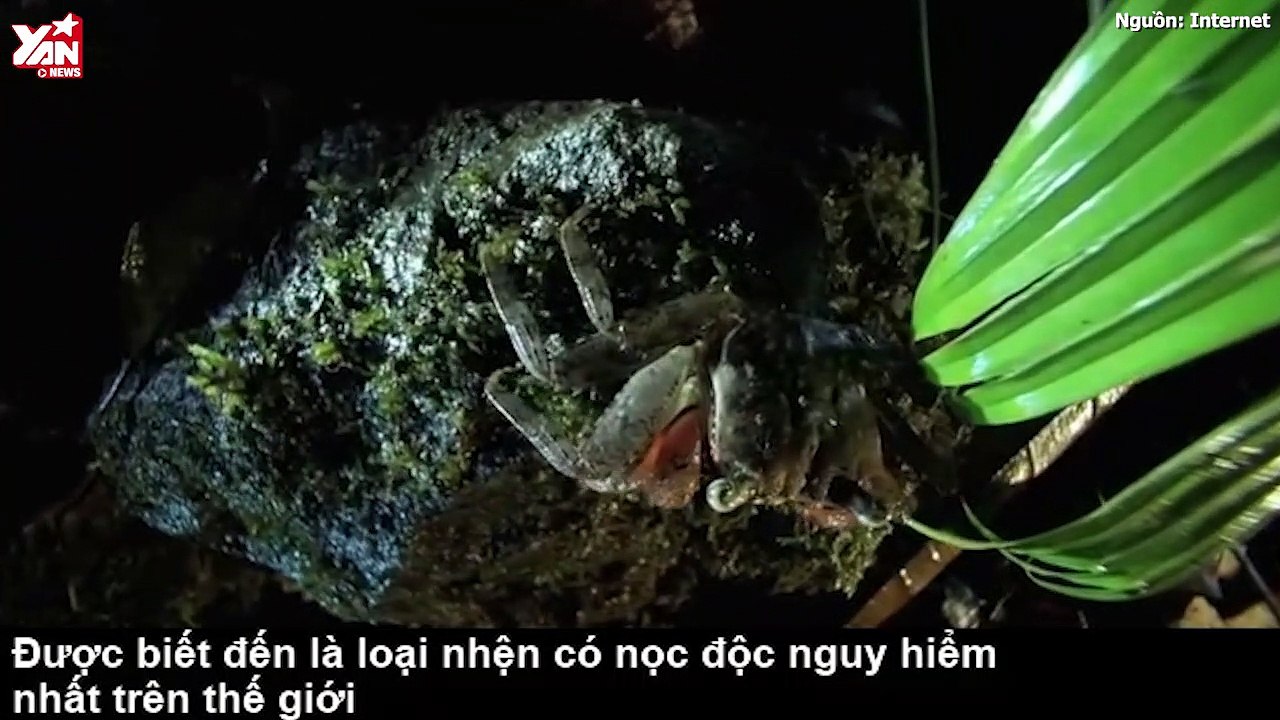 Loài nhện cực độc khiến đàn ông "cương cứng" nhiều giờ rồi chết trong tức tưởi